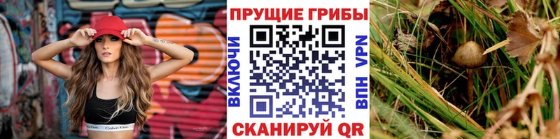 Галлюциногенные грибы Cubensis Безенчук